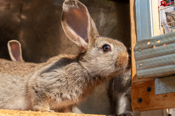 Gray cub rabbit close-up. Young baby rabbits.