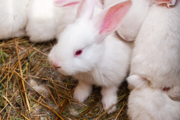 Rabbits of the White Giant breed.