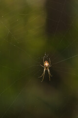 Spinne auf Netz
Spider, Macro