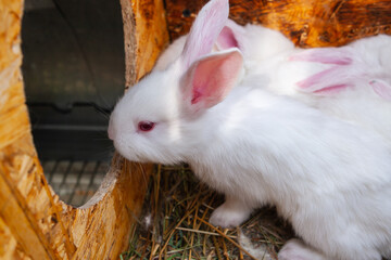 Rabbits of the White Giant breed. 21 day old rabbits.