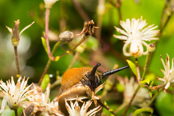 Slug, Nacktschnecke, Makro