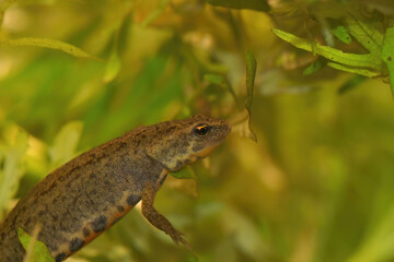 Closeup on a Portuguese Bosca's newt, Lissotriton boscai hiding among the green waterweeds