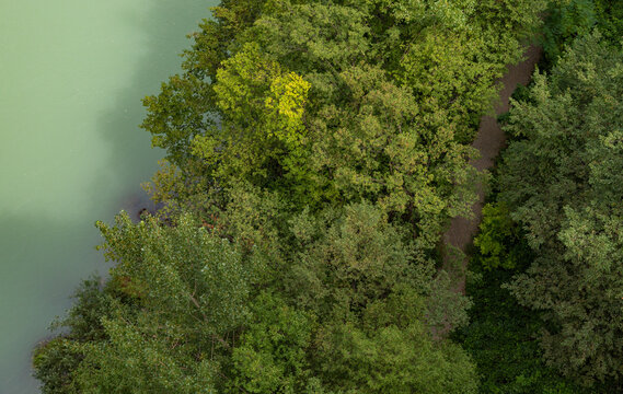 Soča River Trees