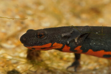 Closeup on an small black aquatic Chinese fire-bellied newt , Cynops orientalis