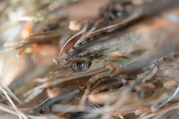Tiger chrimp. Unpeeled frozen tiger prawns, close-up, selective focus, shallow depth of field.