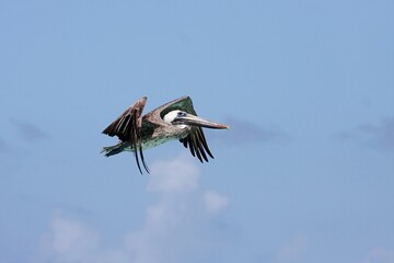 Nahaufnahme fliegender Pelikan