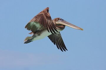Nahaufnahme fliegender Pelikan