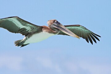 Nahaufnahme fliegender Pelikan