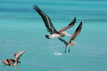 Pelikane in Formation über türkisblauem Wasser
