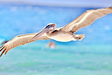 Pelikan im Flug