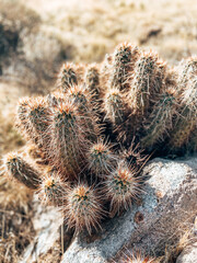 Cactus in the desert