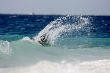 Pelikan auf der Jagd