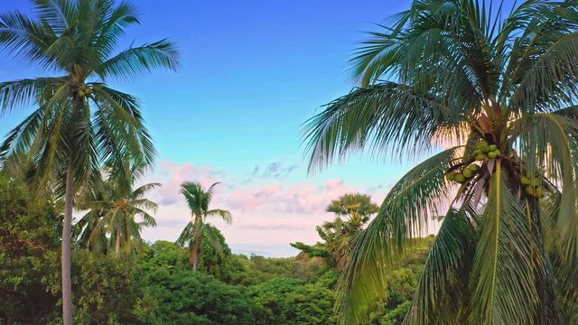 Palm trees in tropica jungle forest. Evergreen forest vegetation landscape