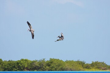 Zwei Pelikane in der Karibik