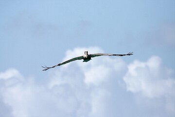 Fliegender Pelikan © Peter