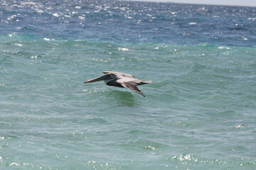 Pelikan im Tiefflug über Wasser