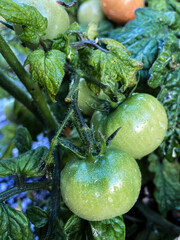 Green tomatoes in the garden
