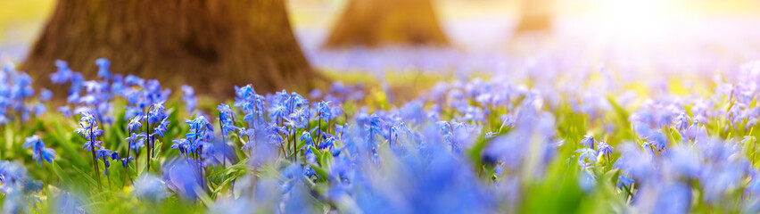 Blue snowdrops blooming in the spring forest.