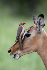 Red-Billed Oxpecker on an Impala, Kruger National Park