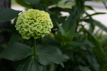 Macro of beautiful lime green multi petaled zinnia elegans, Benary's Giant Lime, in a midwest...