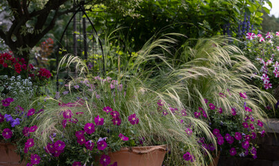 Fototapeta premium A colorful grouping of garden containers incorporating fuchsia petunias and mexican feather grass