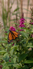 A beautiful orange monarch drinking nectar from dark pink butterfly bush
