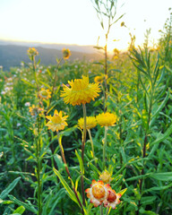 Field of strawflowers/wildflowers