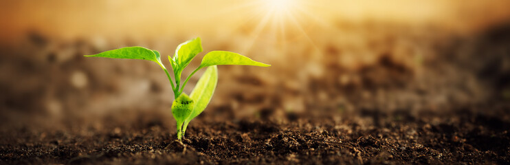 Young pepper sprout in the morning light in black soil.