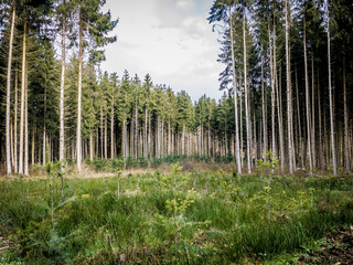 Wiederaufforstung nach Abholzung im Mischwald