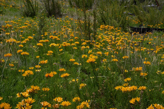 Patagonia flora. View of Alstroemeria aurea, also known as Amancay, yellow flowers and green foliage, blooming in the field.