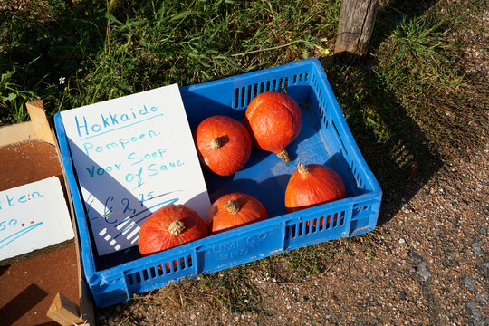 Hokkaido pumpkin for soup and sauce. 5 autumn fruits in a blue market basket on the roadside. High angle view. Dutch font.