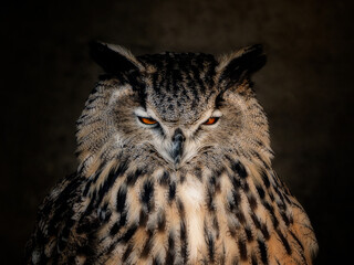 great horned owl detail