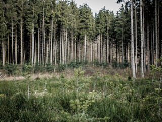 Wiederaufforstung nach Abholzung im Mischwald