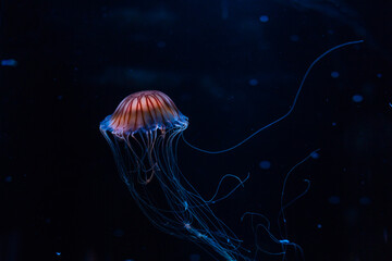 Small jellyfishes illuminated with blue light swimming in aquarium.
