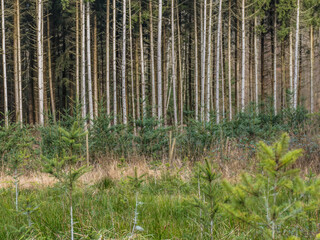 Wiederaufforstung nach Abholzung im Mischwald