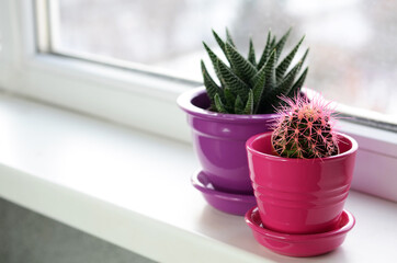 Cacti in pink and lilac pots on the windowsill.