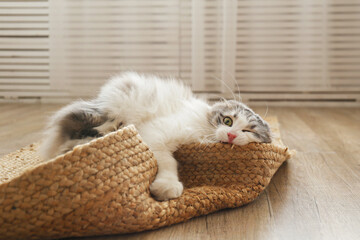 Portrait of a siberian cat with green eyes lying on the floor at home. Fluffy purebred...