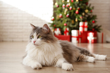 Portrait of beautiful grey-white longhair cat under the stacks of Christmas presents in colorful...
