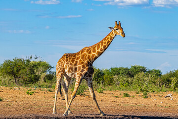 Naklejka na ściany i meble Giraffe am Wasserloch