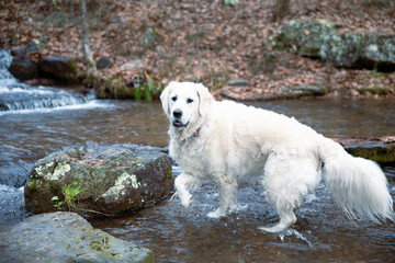 White Dog in the outdoors