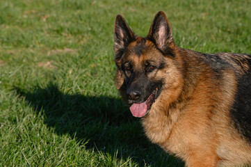 Close-up of the head of a piercing gaze German Shepherd Dog standing walking on the grass looking at the camera with pricked ears, slightly open mouth and tongue