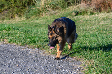 German shepherd dog walking, following a trail, with his head lowered, in the grass he advances sideways towards the camera
