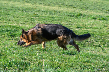 German shepherd dog in profile walking on the grass, following a trail, with its head lowered, advancing attentively from the side looking straight ahead,