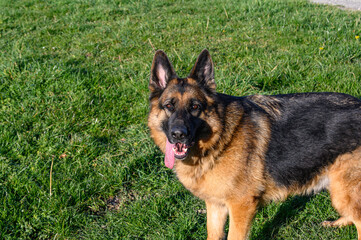 German shepherd dog in profile walking on the grass, looking at the camera with pricked ears, half-open mouth and tongue out
