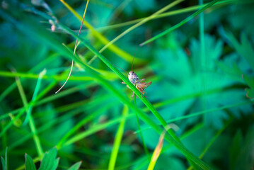 dragonfly on a leaf