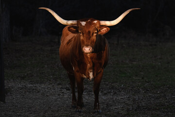 Texas longhorn cow portrait with dark background at sunset on rural farm.