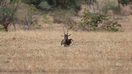 Blackbuck sitting in the wild