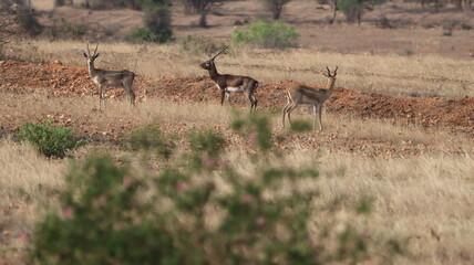 Naklejka premium Group of blackbucks/deer in the wild