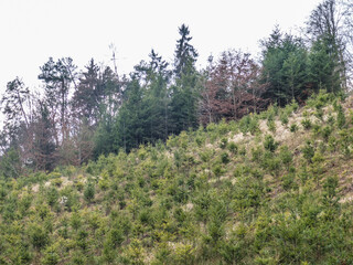 Wiederaufforstung nach Abholzung im Mischwald
