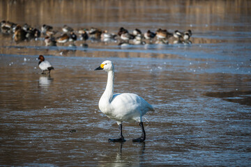 氷上に立つ白鳥